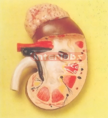 WEST TYPE MIDDLE ANATOMICAL KIDNEY MODEL WITHOUT BASE (1 PC)